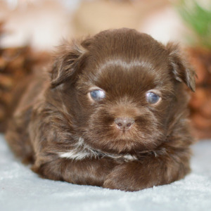 Shih Tzu Puppy Tanner