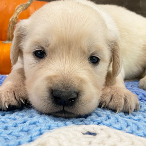 Golden Retriever Puppy Niki