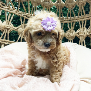Cockapoo Puppy Bonnie