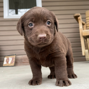 Labrador Retriever Puppy Misty