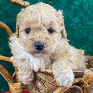 Goldendoodle Puppy Luci