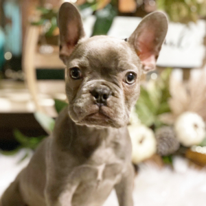 French Bulldog Puppy Mia