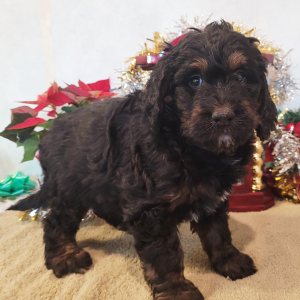 Bernedoodle Puppy Brooklyn