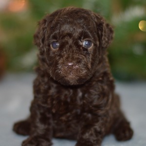 Poodle Puppy Sander
