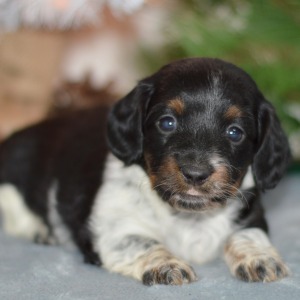 Dachshund Puppy Ella