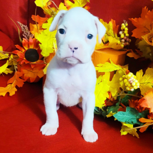 Boxer Puppy Dotty