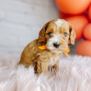 Cockapoo Puppy Seth