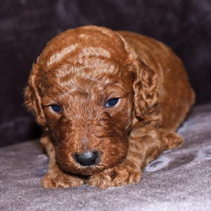 Goldendoodle Puppy Beau