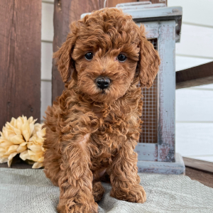 Poodle Puppy Kaleigh