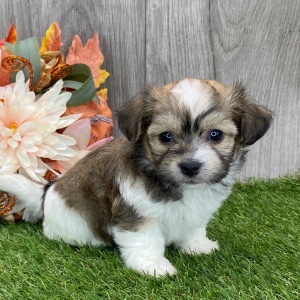 Havanese Puppy Becca