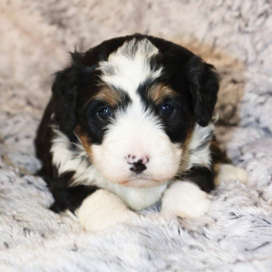 Bernedoodle Puppy Ohana