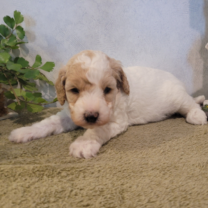 Goldendoodle Puppy Peanut