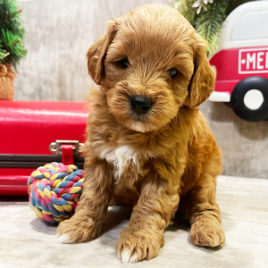 Goldendoodle Puppy Olivia