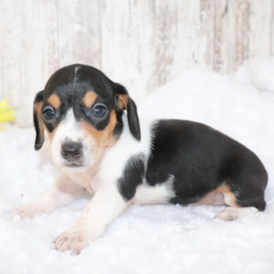 Dachshund Puppy Ellie