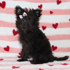 Yorkiepoo Puppy Layla