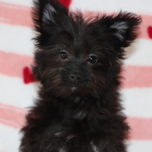 Yorkiepoo Puppy Layla