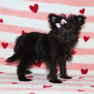 Yorkiepoo Puppy Layla