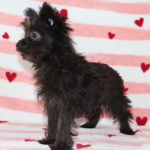 Yorkiepoo Puppy Layla
