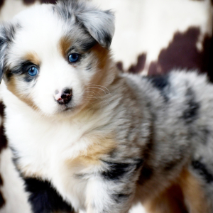 Australian Shepherd Puppy Blus Charm