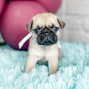 Pug Puppy Cupcake