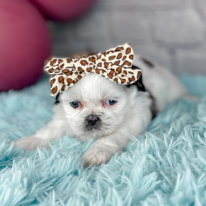 Shih Tzu Puppy Gentry