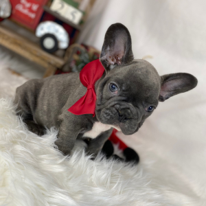 French Bulldog Puppy Zac