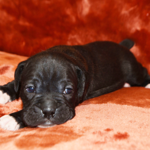 Boxer Puppy Bizzy