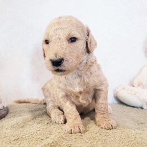 Goldendoodle Puppy Mr Tyson