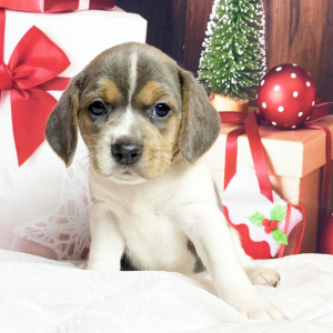 Beagle Puppy Sissy