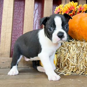 Boston Terrier Puppy Amber