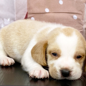 Beagle Puppy Aiko