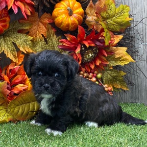 Shichon Puppy Gade