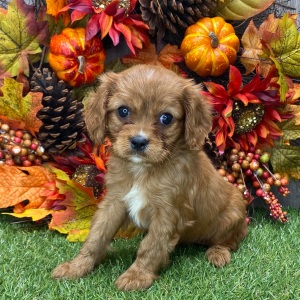 Cavalier King Charles Spaniel Puppy Sugar