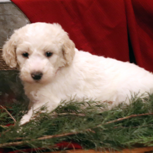 Goldendoodle Puppy Mia Lane
