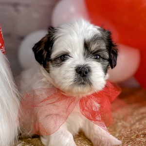 Shih Tzu Puppy Christian