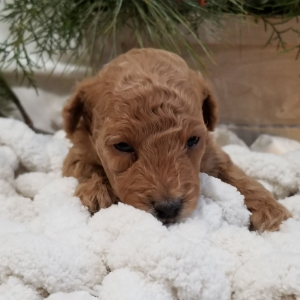 Poodle Puppy Cookie