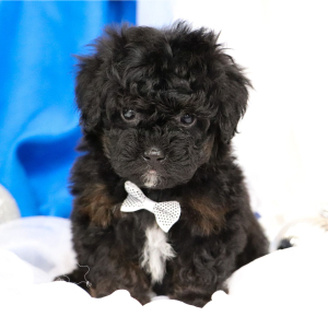 Bernedoodle Puppy Sargent