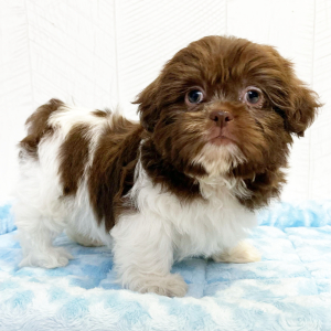 Shih Tzu Puppy Gage