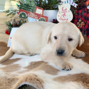 Labrador Retriever Puppy Ash