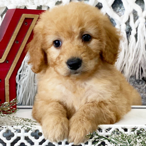 Goldendoodle Puppy Lydia