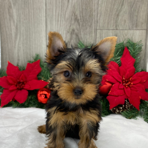 Yorkshire Terrier Puppy Samson