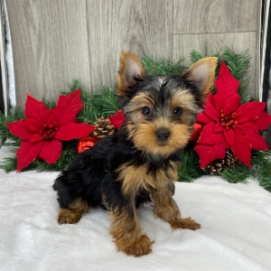 Yorkshire Terrier Puppy Samson