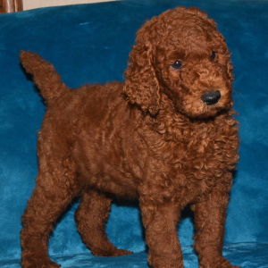 Poodle Puppy Nadal