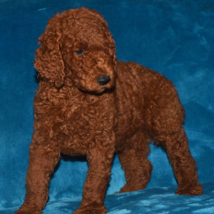 Poodle Puppy Nadal