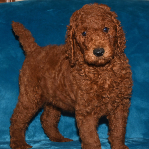 Poodle Puppy Nadal