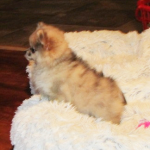 Pomeranian Puppy Marley