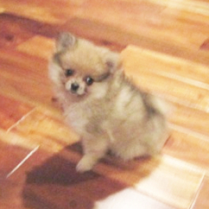 Pomeranian Puppy Marley