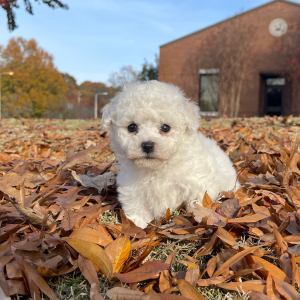 Bichon Frise Puppy Buddy