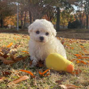 Bichon Frise Puppy Buddy