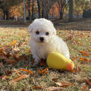 Bichon Frise Puppy Buddy